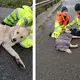Dog Run Over Waited For Someone To Help Him And That’s How He Met His New Mom