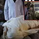 Tutankhamun Torquay: The First Person In 3000 Years To Be Mummified