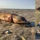 What on earth is it? Mysterious eyeless sea creature with razor-sharp teeth and a tail washes up on a Texas beach after Hurricane Harvey