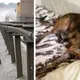 A Dog With Broken Paws Is Lying In The Middle Of the Highway. He Is Unable To Take A Step