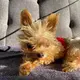 Tiny Rescue Dog Supposed To Live Only For A Few Months Defies Expectations
