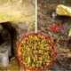 Tools dating back 40 million years were found in a Californian gold mine