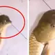 The Guy Who Caught A Carp With A Head Similar To A Bird Is Extremely Rare