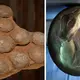Ancient Fossilized Dinosaur Eggs With Immense Claws Were Discovered in Mongolia