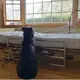 Loyal Dog Doesn’t Realize His Owner Has Gone Forever, Still Waits For Him Next To Empty Hospital Bed