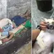 Desperate Homeless Boy Rescues A Street Pup, Unaware That The Dog Will Repay The Favour In A Emotional Way