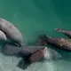 Endangered status sought for manatees as hundreds starve