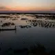 Salt, drought decimate buffaloes in Iraq's southern marshes