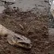 Terrifying ‘Roch Ness monster’ found washed up by British lake