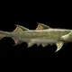 The 455 Million-Year-Old "Monster" Shark In China Is... Our Ancestors?