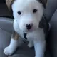 [VIDEO] Lol Moment Puppy Hiccups For The First Time, Panics And Tries To Make It Go Away