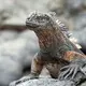 Sea Iguana Sneezes Out Salt: Swim Lizards Look Like Godzilla
