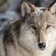 Grey wolves infected with this parasite are more likely to become pack leaders, scientists say