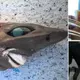 Mysterious “Nightmare” Shark Dragged Up From The Deep Sea Has Unsettling Human-Like Smile