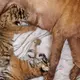 A wrinkled sand-colored dog adopts three abandoned tiger cubs