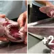 Australia’s discovery of a rare “alien” goblin shark