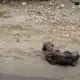 Dog Lies Down To Die & At That Moment, A Miracle Happens