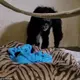 Emotional moment chimpanzee mother reunited with her baby