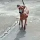 Stray Dog Is Afraid of People Taking All 'Courage' Asking 1 Man To Take His Pain Away
