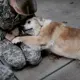 Elderly Dog Hardly Can Walk, Cries When She Sees Her Soldier Mom Coming Back Home!!