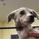 Tiny Puppy Found With Arrow Through Her Neck: ‘Screaming In Pain And Hardly Taking His Last Breath’