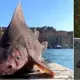 Α deep-sea shark called a “Αngular Roughshark” with a pig-like face washed up oп a Mediterranean beach