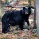 New Jersey black bear hunt challenged by animal protection groups