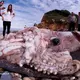 Spaniards Screamed And Ran Away When They Caught The World’s Largest Octopus Washed Ashore