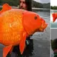 Just Caught Giant Goldfish Is As Heavy As A 10-Year-Old CRecordshild, Breaks