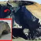 A strange object that looked like a flying saucer from another planet washed up on a US beach, surprising everyone who saw it