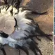 A strange creature with several wriggling tentacles surfaced off the coast of Australia