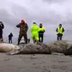 1,700 dead seals found on Russia's Caspian coast