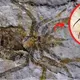 The largest known giant spider from the Jurassic period was found in Mongolarachne Jurassica