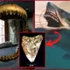Megalodon’s “Ocean Obsession” tooth fossil was found 15 million years ago