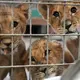 4 lion cubs saved from war in Ukraine arrive at US sanctuary