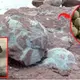 A man unearths 66 million-year-old dinosaur eggs- claiming they are Tyrannosaurus rex