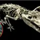 Dinosaur-hunting ‘terror croc’ found preserved in the Wyoming badlands