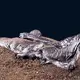 The Bog Bodies: Grauballe Man