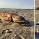 What the heck is it? After Hurricane Harvey, a mysterious eyeless sea creature with sharp jaws and a tail washes ashore on a Texas beach
