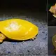 An Uncommon Golden Flapshell “Grilled Cheese” Turtle Was Discovered in India