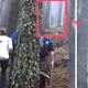 Hikers Recorded a Giant Grey Alien In a Bulgarian Forest