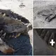 Unknown “sea monster” measuring 30 feet long and sporting enormous teeth was discovered washed up on a New Zealand beach.