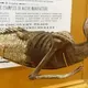 Mermaid Mummy” Found In The 18th Century Is Investigated By Researchers