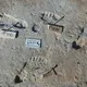The Finding Of The Oldest Human Footprints In North America Excited Researchers