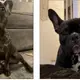 2 French bulldogs stolen from pregnant woman during armed robbery, LA police say