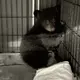 Orphaned bear cub rescued after her mom and 2 siblings were killed in an accident