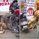 After getting ran over, they tried to help a wounded puppy sheltering in the center of a motorcycle.