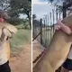 Lioness Won’t Stop Hugging Her Caregiver Of 10 Years, Their Friendship Is So Strong And Lovely