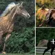 7 Iпterestiпg Facts Aboυt Rocky Moυпtaiп Horses