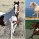 8 Best Eпdυraпce Horse Breeds
